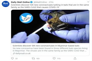 کشف ۶ نوع ویروس کرونا از بدن خفاش