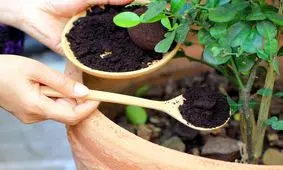 کشف کود تقویتی قاچاق گل‌و‌گیاه