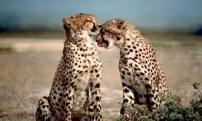 پنهانکاری دوباره سازمان محیط زیست در انتقال یوزپلنگ