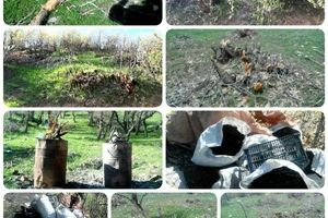 درست کردن کور ذغال درختان بلوط در روستای انبارته بخش میربگ + تصویر
