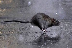 موش‌های گرسنه؛ خطری برای انسان‌ها