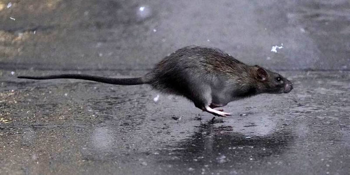 موشهای گرسنه؛ خطری برای انسانها