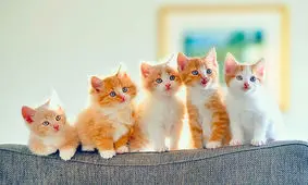 فیلم| نجات دو بچه گربه به روش احیای قلبی-ریوی توسط آتش‌نشانان