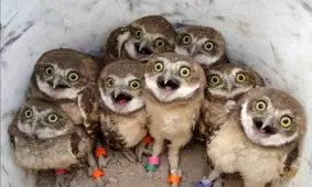 بچه جغدی که برای اولین بار صدای صاعقه می‌شنود