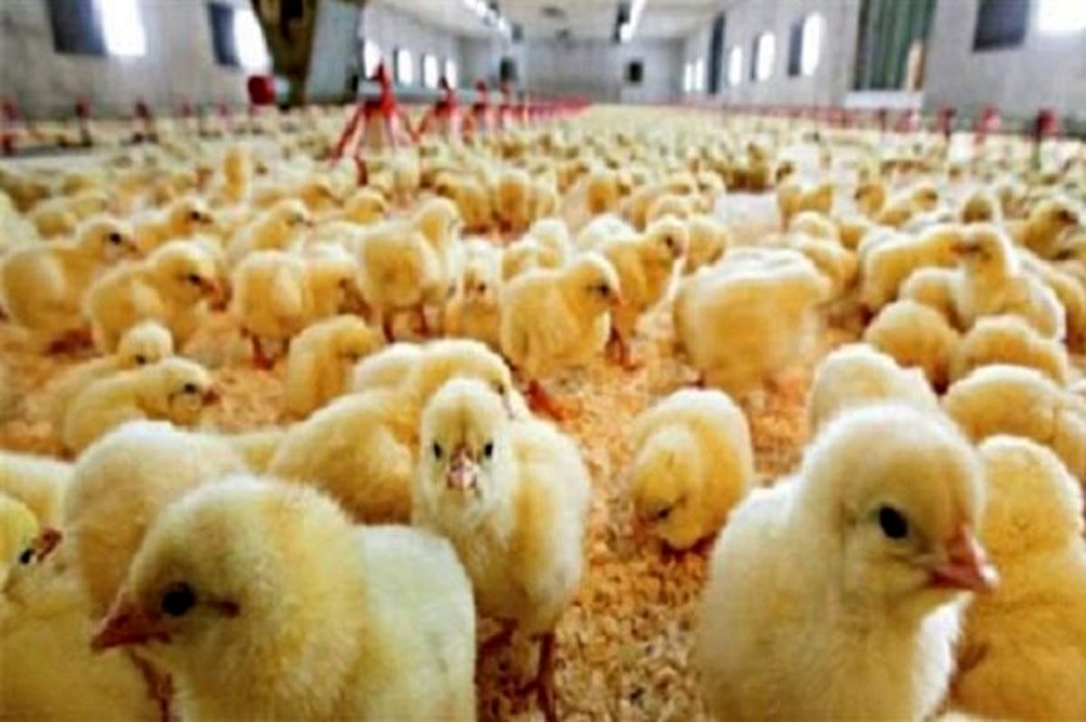 بار دیگر به نیمروی خود نگاه کنید