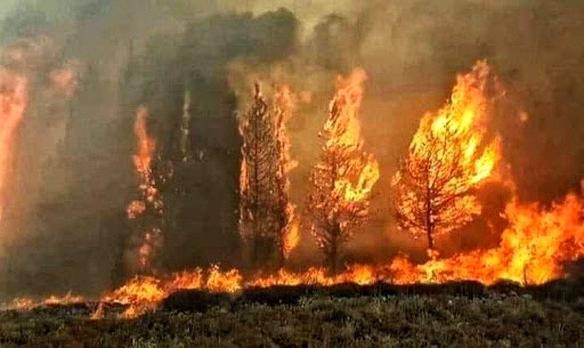 آتش‌سوزی ۴۰۰ اصله نخل در شادگان