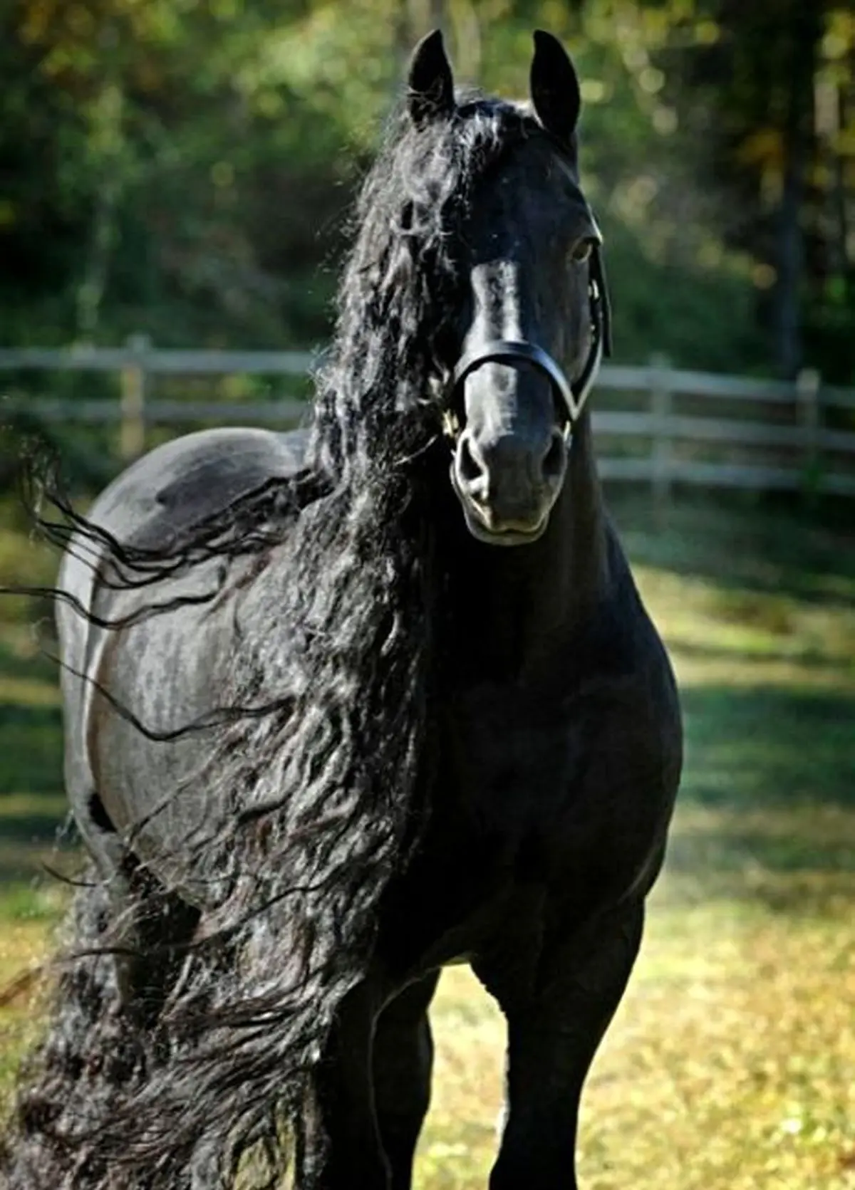 تصاویر| زیباترین اسبِ جهان