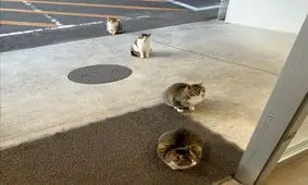 تصاویر| وقتی حیوانات هم فاصله اجتماعی را رعایت می‌کنند!