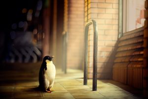 فیلم| پنگوئن‌ها در شهر!