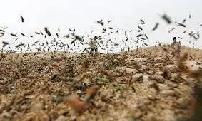 موج جدید هجوم ملخ صحرایی تا ۱۵ روز آینده به کشور وارد می‌شود