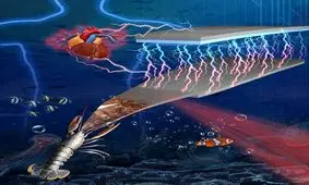 تبدیل پوست خرچنگ‌ها به یک دستگاه قدرتمند تولید برق