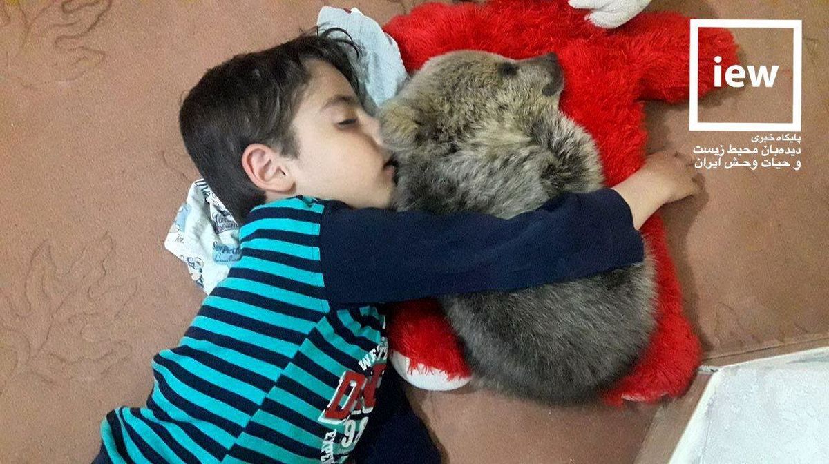 باورنکردنی؛ خواب آرام توله خرس وحشتزده در آغوش بچه مریوانی!