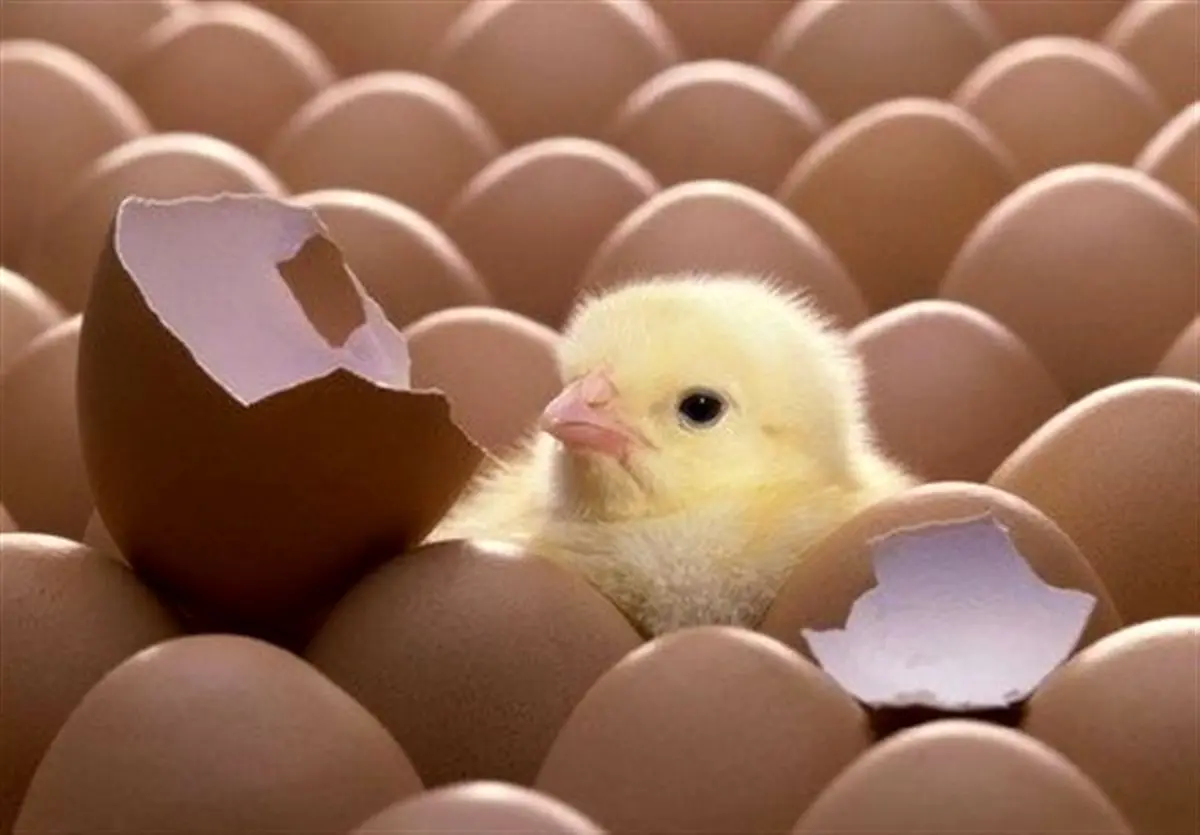 اینجا کارخانه جوجه‌کِشی است یا جوجه‌کُشی؟!