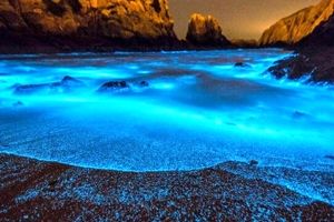 علت نورهای آبی عجیب در برخی سواحل چیست؟