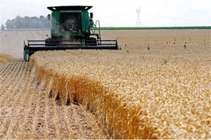 ۱۰ درصد از کل گندم کشور توسط استان کردستان خریداری می شود