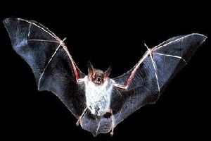 خفاش‌ها، متهم اصلی شيوع کرونا