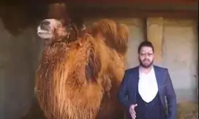 تبلیغ‌کننده مزایای نوشیدن ادرار شتر بازداشت شد