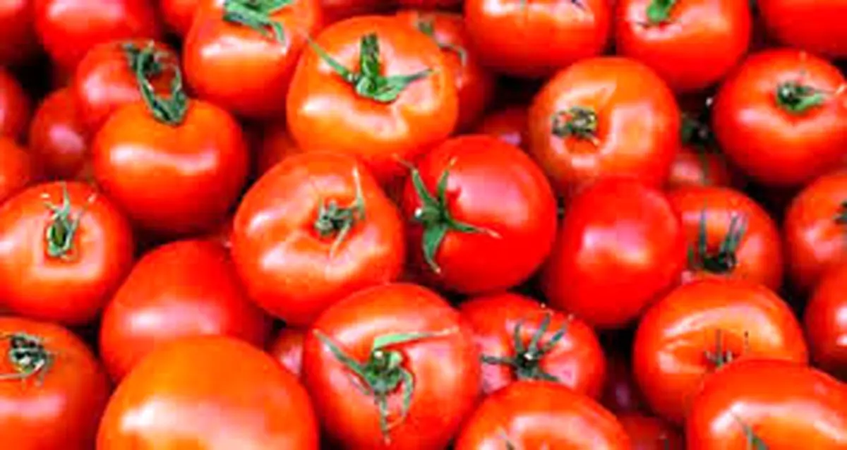 علت گرانی گوجه فرنگی مشخص شد