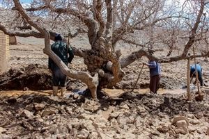 خسارت ۱۳۷ میلیارد تومانی بارشهای جوی به بخش کشاورزی اصفهان