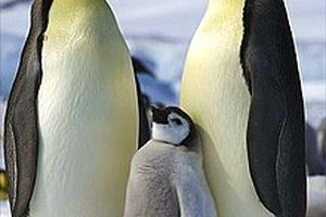 فیلم/ گردش دسته جمعی پنگوئن ها در باغ وحش سنگاپور