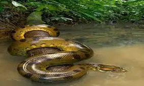 فیلم/ نجات سگ از دهان مار عظیم الجثه پیتون!