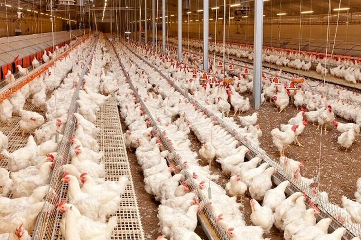 افزایش تولید ۸۰۰ هزار قطعه مرغ گوشتی در اردبیل