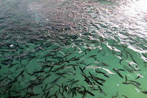 یک میلیون بچه ماهی در تالاب هامون رهاسازی می‌شود