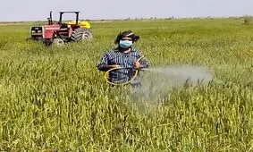 توقیف عملیات مبارزه با بیماری «زنگ زرد» غلات در سیستان