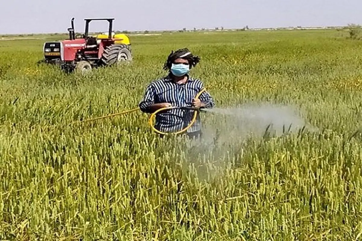 توقیف عملیات مبارزه با بیماری «زنگ زرد» غلات در سیستان