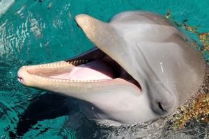 دلفین‌ها همدیگر را با نام اختصاصی صدا می‌زنند