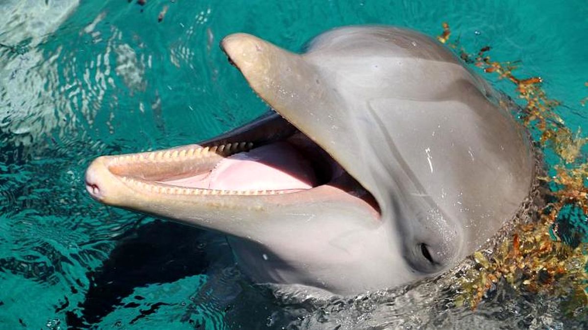دلفین‌ها همدیگر را با نام اختصاصی صدا می‌زنند
