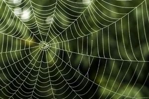 تقلید از پای عنکبوت برای تولید ساختارهای نَچسب