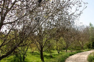 ۹ درصد از اراضی کشاورزی خسارت دیده کردستان زیر پوشش بیمه است
