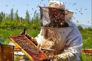 تولید سالیانه ۲۳۹ تن عسل در اسدآباد