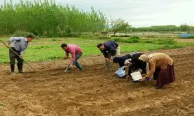 کشت نیشکر در ۲۲ هکتار از اراضی کشاورزی صومعه سرا آغاز شد