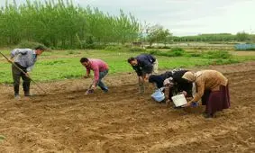 کشت نیشکر در ۲۲ هکتار از اراضی کشاورزی صومعه سرا آغاز شد