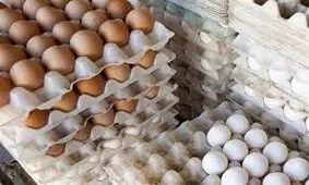 قیمت مرغ و تخم مرغ چند؟
