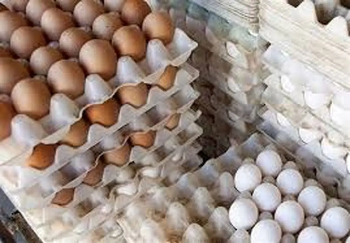 قیمت مرغ و تخم مرغ چند؟