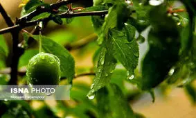 مدیریت علمی باعث افزایش بهره‌وری از باغات آلو می‌شود