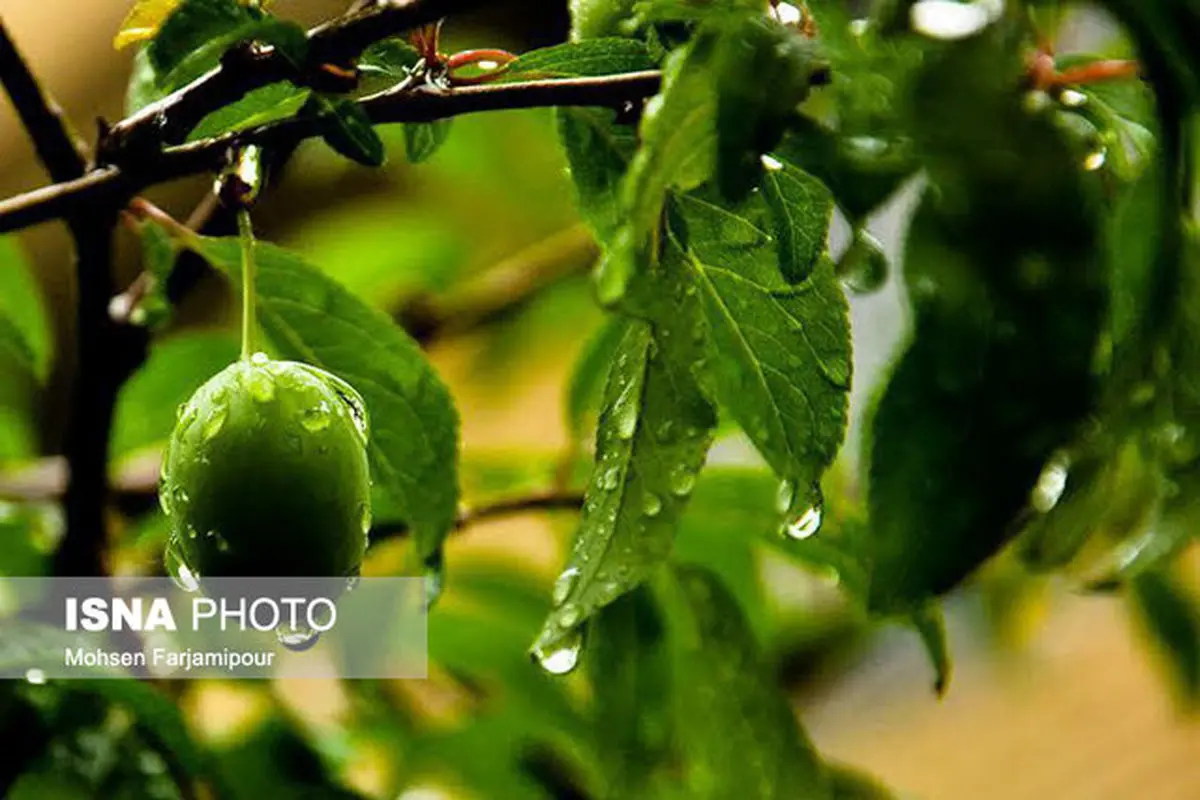 مدیریت علمی باعث افزایش بهره‌وری از باغات آلو می‌شود