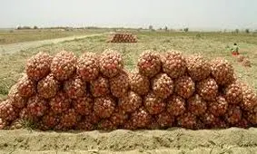 برداشت ۵۵ هزار تن پیاز از سطح اراضی لرستان