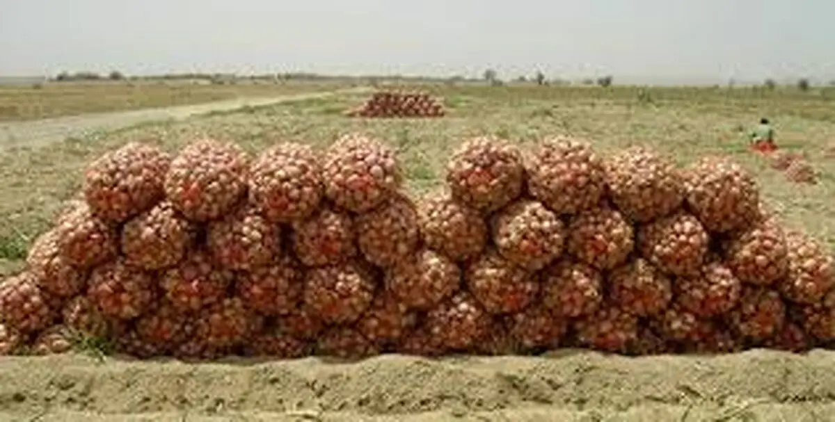 برداشت ۵۵ هزار تن پیاز از سطح اراضی لرستان
