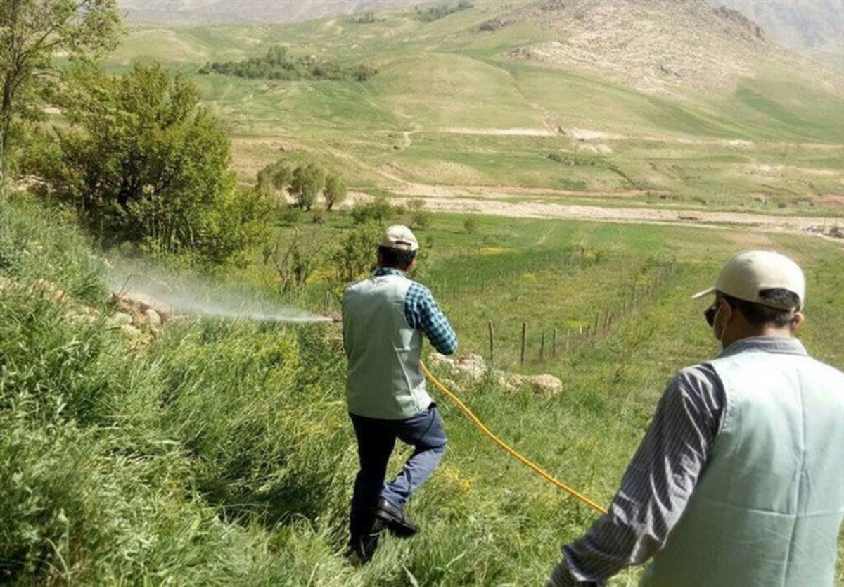 تداوم مبارزه بی امان با ملخ صحرایی مهاجر در سیستان و بلوچستان