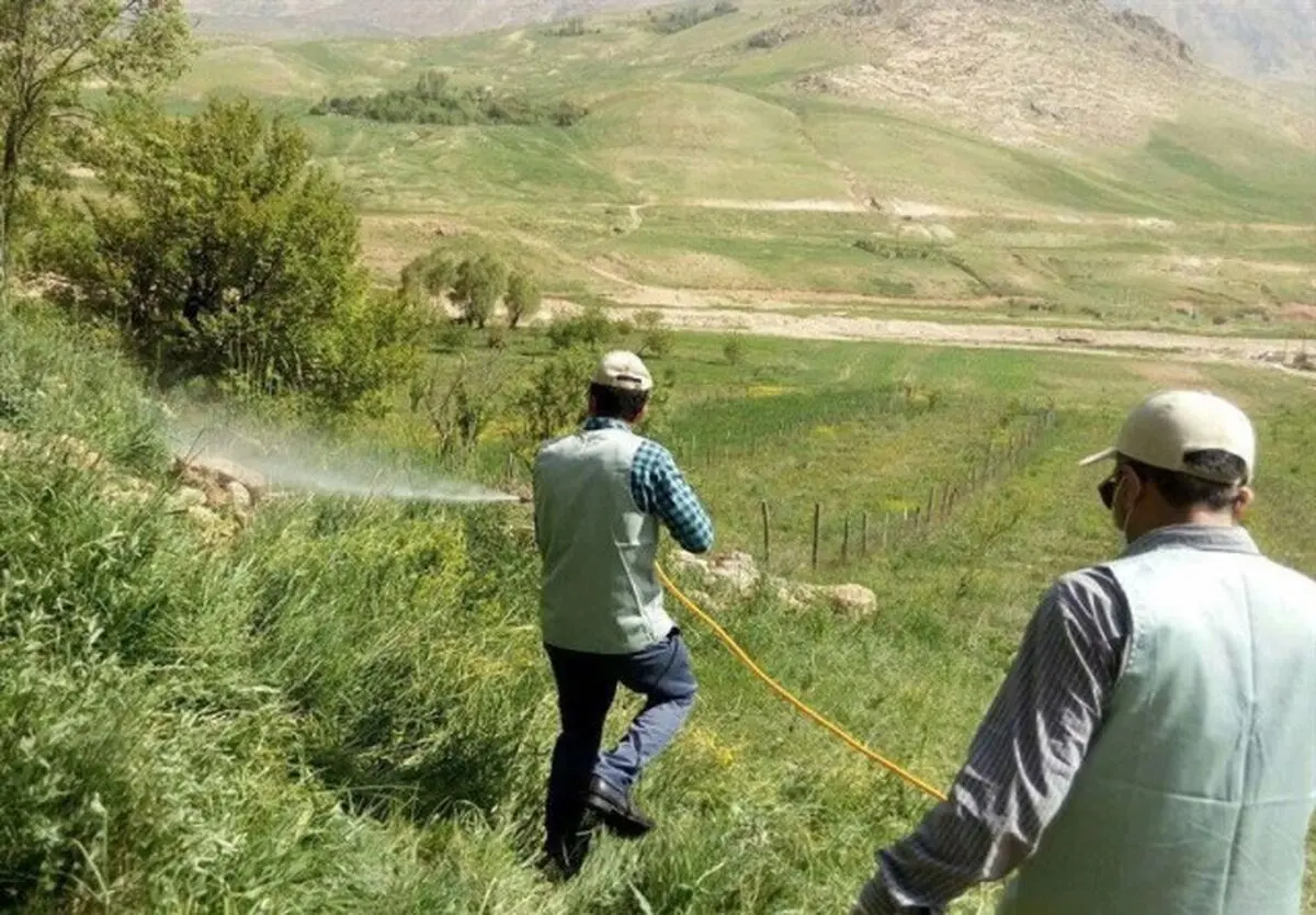 تداوم مبارزه بی امان با ملخ صحرایی مهاجر در سیستان و بلوچستان