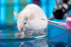 دانشمندان موش‌های دیابتی را درمان کردند