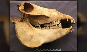 راز جسد خر در مقبره باستانی یک زن چینی