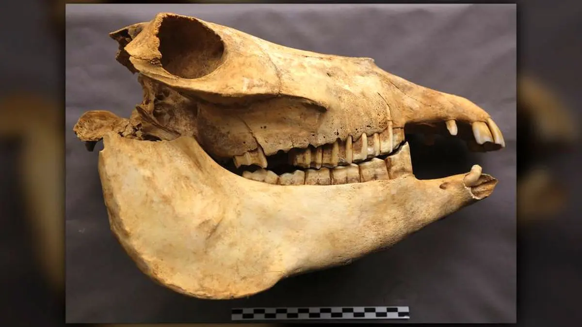 راز جسد خر در مقبره باستانی یک زن چینی