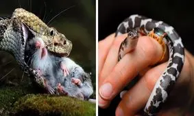 مارها چه فایده‌ای برای انسان‌ها دارند؟