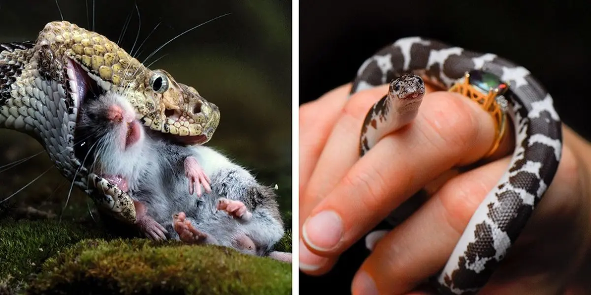 مارها چه فایده‌ای برای انسان‌ها دارند؟