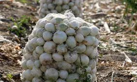 عرضه مستقیم محصول پیاز زیر قیمت بازار در تعاون روستایی یزد